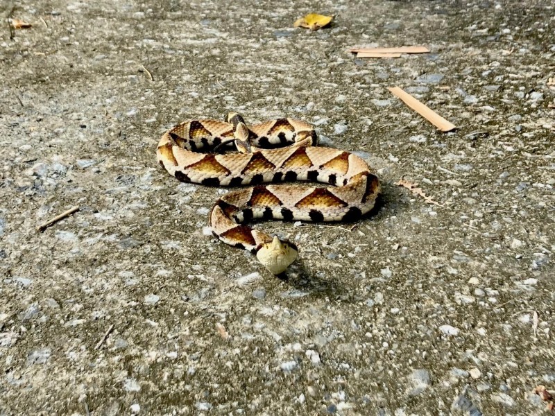 清明兒童連假將至 民眾掃墓及出遊往來頻繁 提醒民眾如至野外山區 應注意個人防護措施 防範恙蟲病及毒蛇威脅