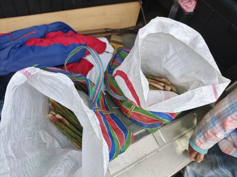 兩竊賊偷箭筍被抓個正著