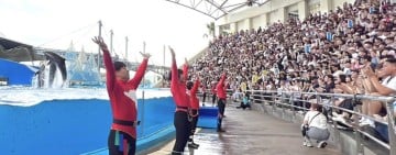 《跳浪奇緣》十年經典落幕 「海豚守護基地」即將登場