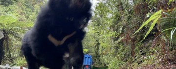 太平村今締造臺灣首例「母女熊同日野放」