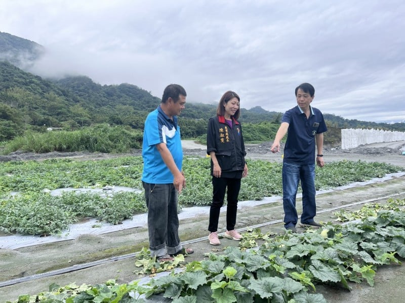 花蓮大西瓜即將上市