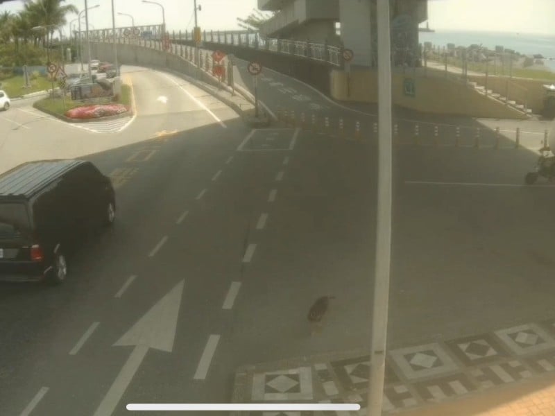 男南濱公園遛狗遭追逐走失 ! 雙方口角 被飼主用安全帽毆頭