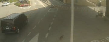 男南濱公園遛狗遭追逐走失 ! 雙方口角 被飼主用安全帽毆頭