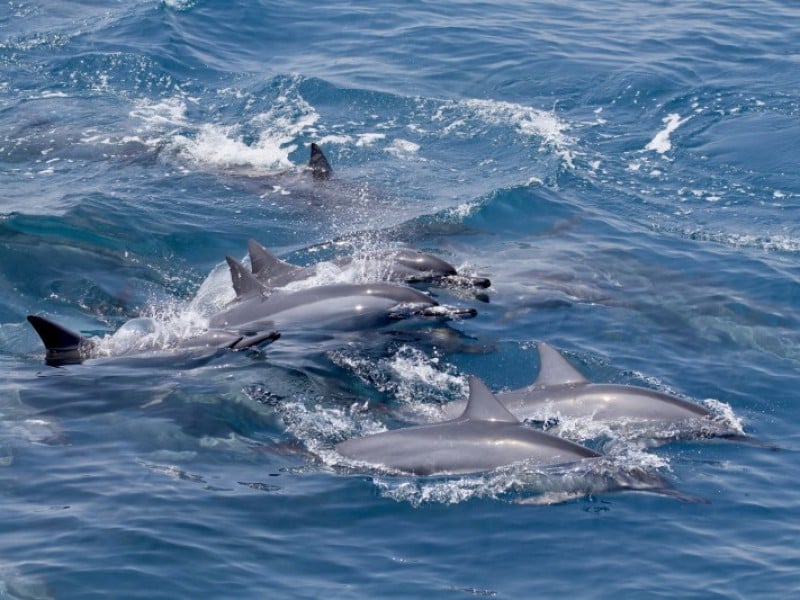 花蓮旅遊業者聯手推「海陸雙享」套票