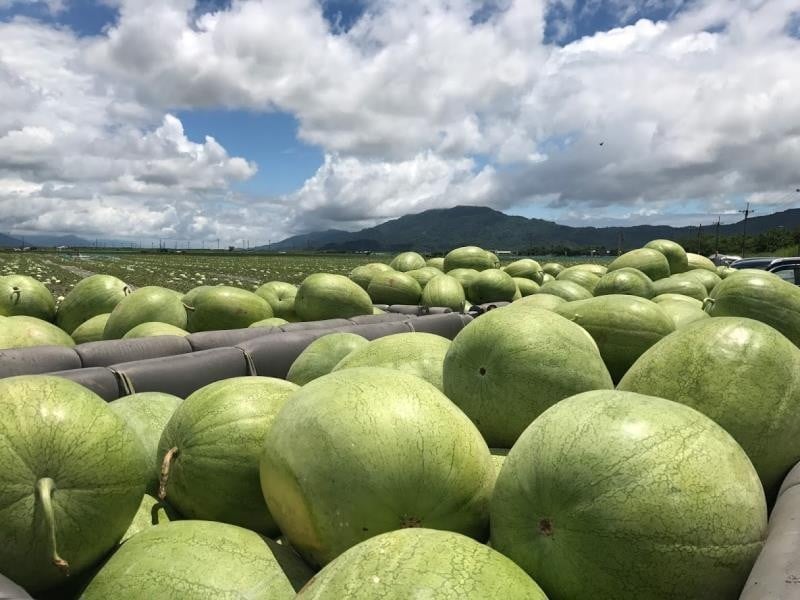 李多慧將為花蓮大西瓜應援登場