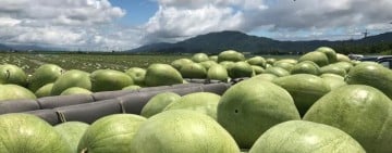 李多慧將為花蓮大西瓜應援登場