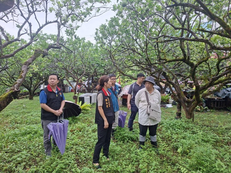花蓮文旦受乾旱影響著果不良 縣府爭取天然災害現金救助