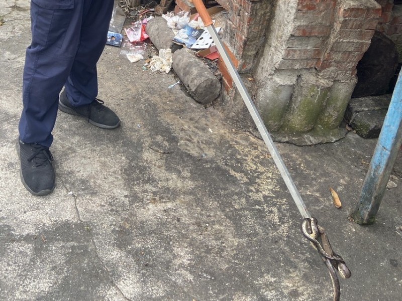 居民住家驚見劇毒「眼鏡蛇」急報警 玉警迅速趕赴捕捉排除危機