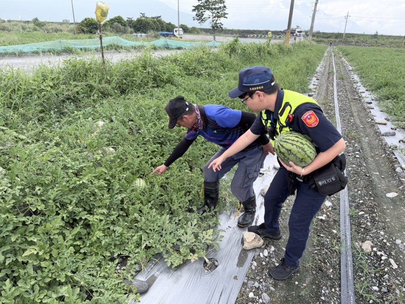 西瓜採收期「啟動防竊」!鳳林警守護農民「瓜」果