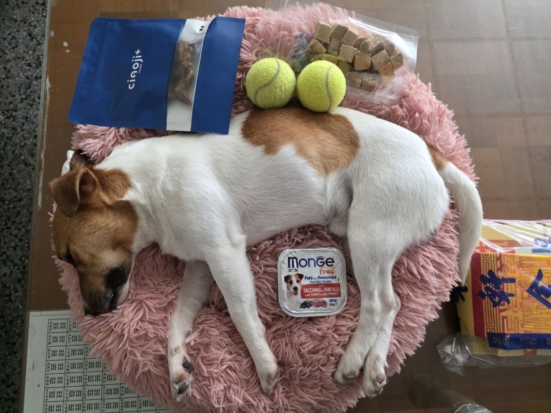 搜救犬Wilson意外死亡 消防局長道歉