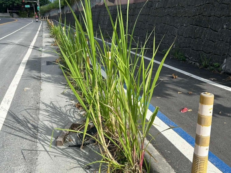 港區捕美景「補到雜草叢生! 攝影愛好者：為了維護環境 麻煩安排清理