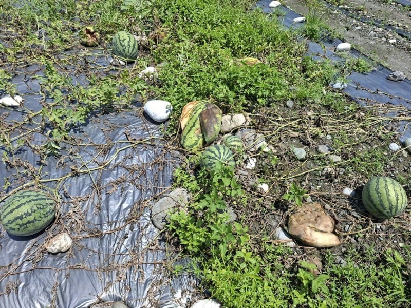 鳳林、壽豐西瓜豪雨災害現金救助 即日起受理申請