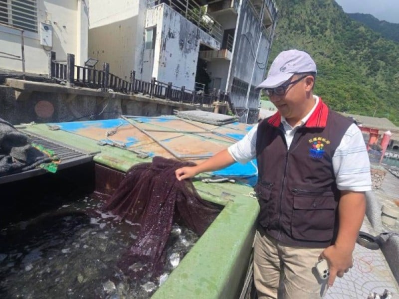 石梯漁港放流5萬尾阿納鯧鰺魚苗