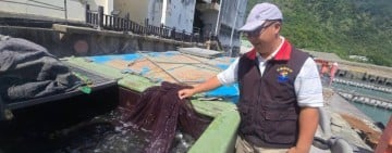 石梯漁港放流5萬尾阿納鯧鰺魚苗