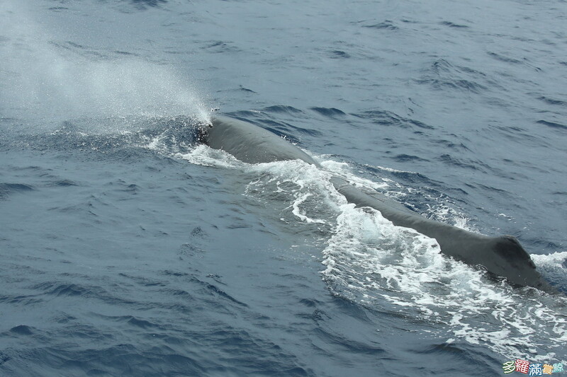 SAMM4368_bb577.jpg