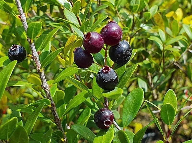 S__7028902_8bb94.jpg