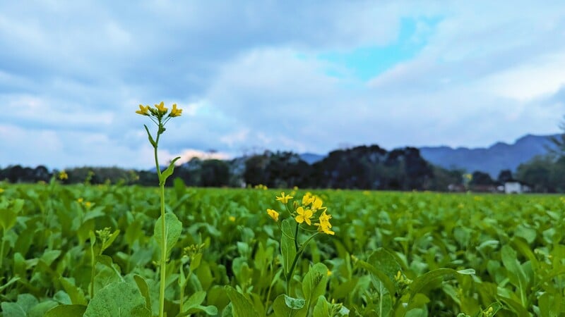 園區油菜花海開花_0_cc64d.jpg