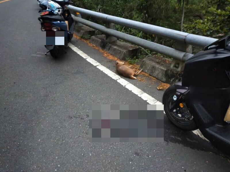 撞山羌01_3034d.jpeg
