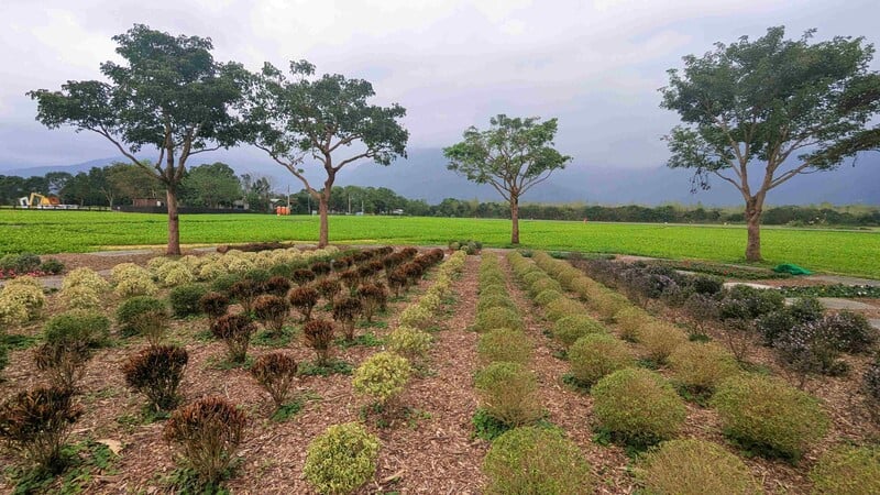 波波球植栽景觀區_0_093fc.jpg