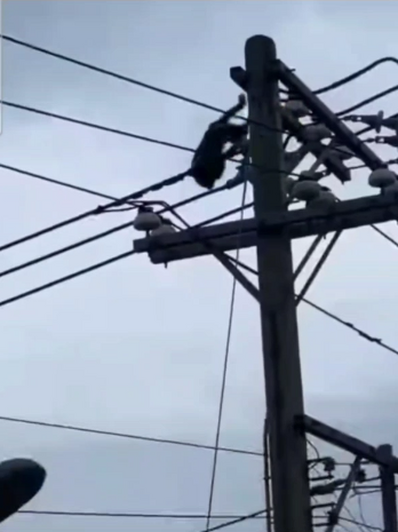 猴子02_751ff.png