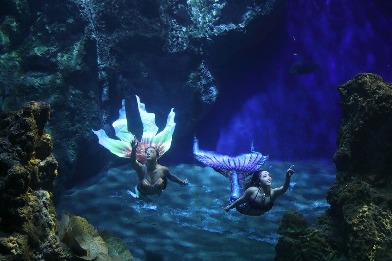 亞洲美人魚選手將齊聚花蓮遠雄海洋公園競藝20250513-2_0_19279.jpg
